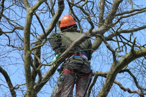 Tree Solutions - Tree Pruning
