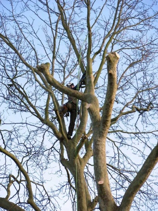 Darwin Tree Services - Tree surgery in Dulwich