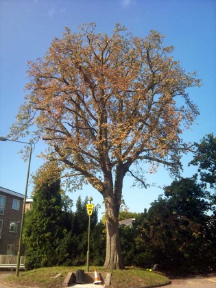 Darwin Tree Services - Tree Surgery in Bromley